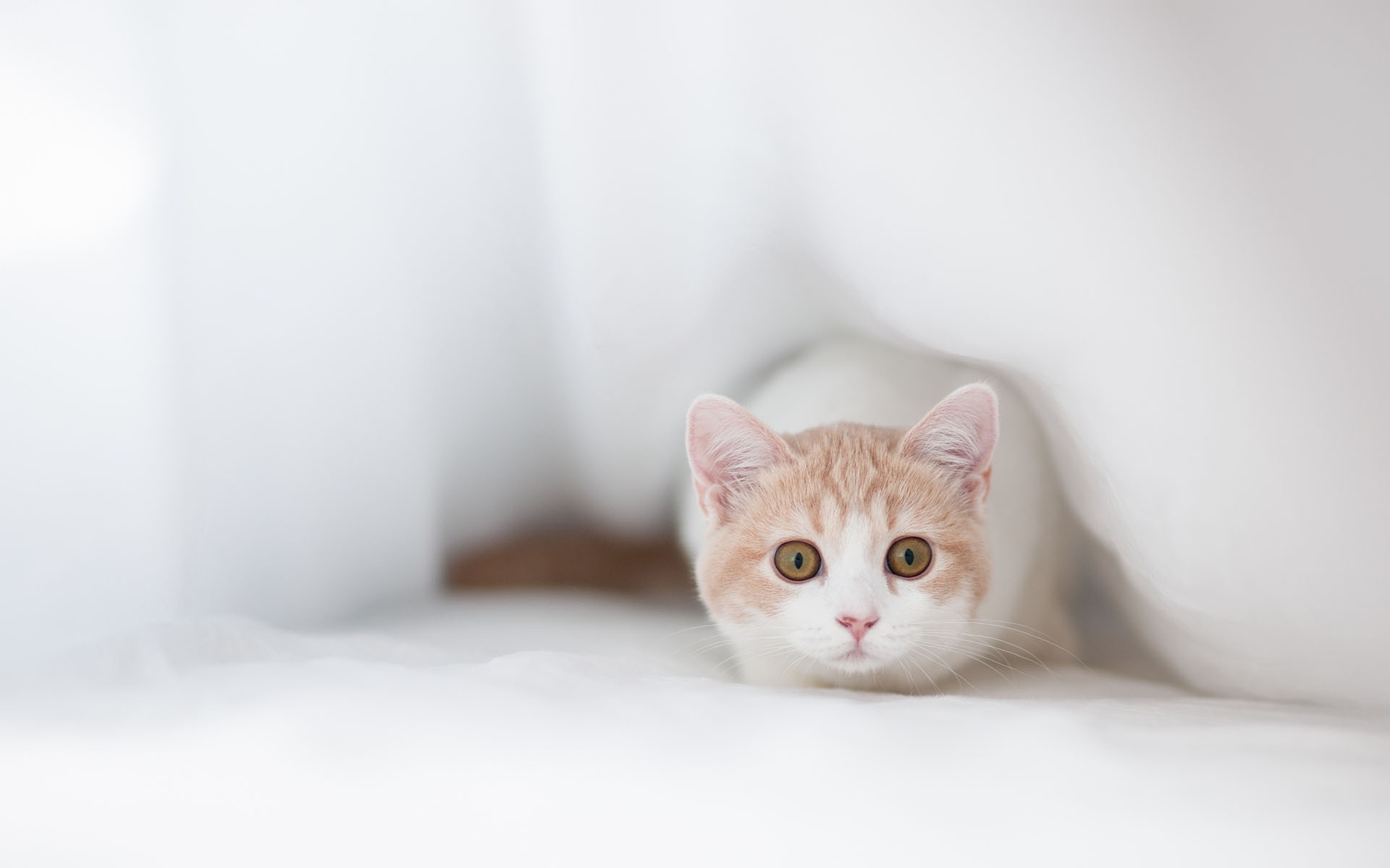Картинки Кошка, страх, ткань, укрытие фото и обои на рабочий стол