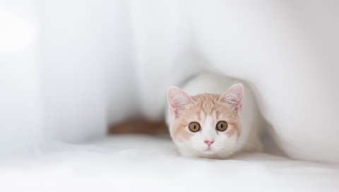 Кошка, страх, ткань, укрытие
