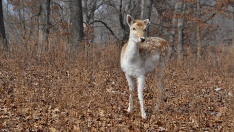 Икра, трава, лес, деревья