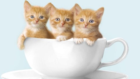Котята, три чашки, сидят