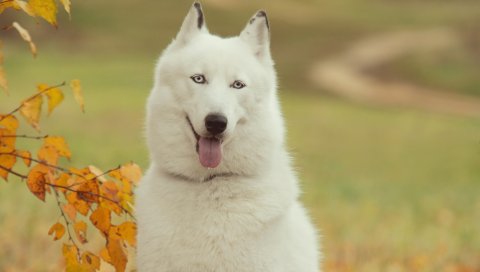 Хаски, собака, лес, дерево, ветка, осень