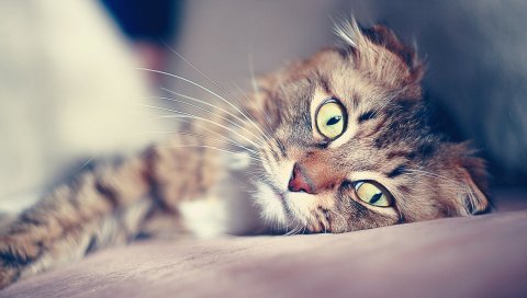 Кошка, морда, мазание, лежа