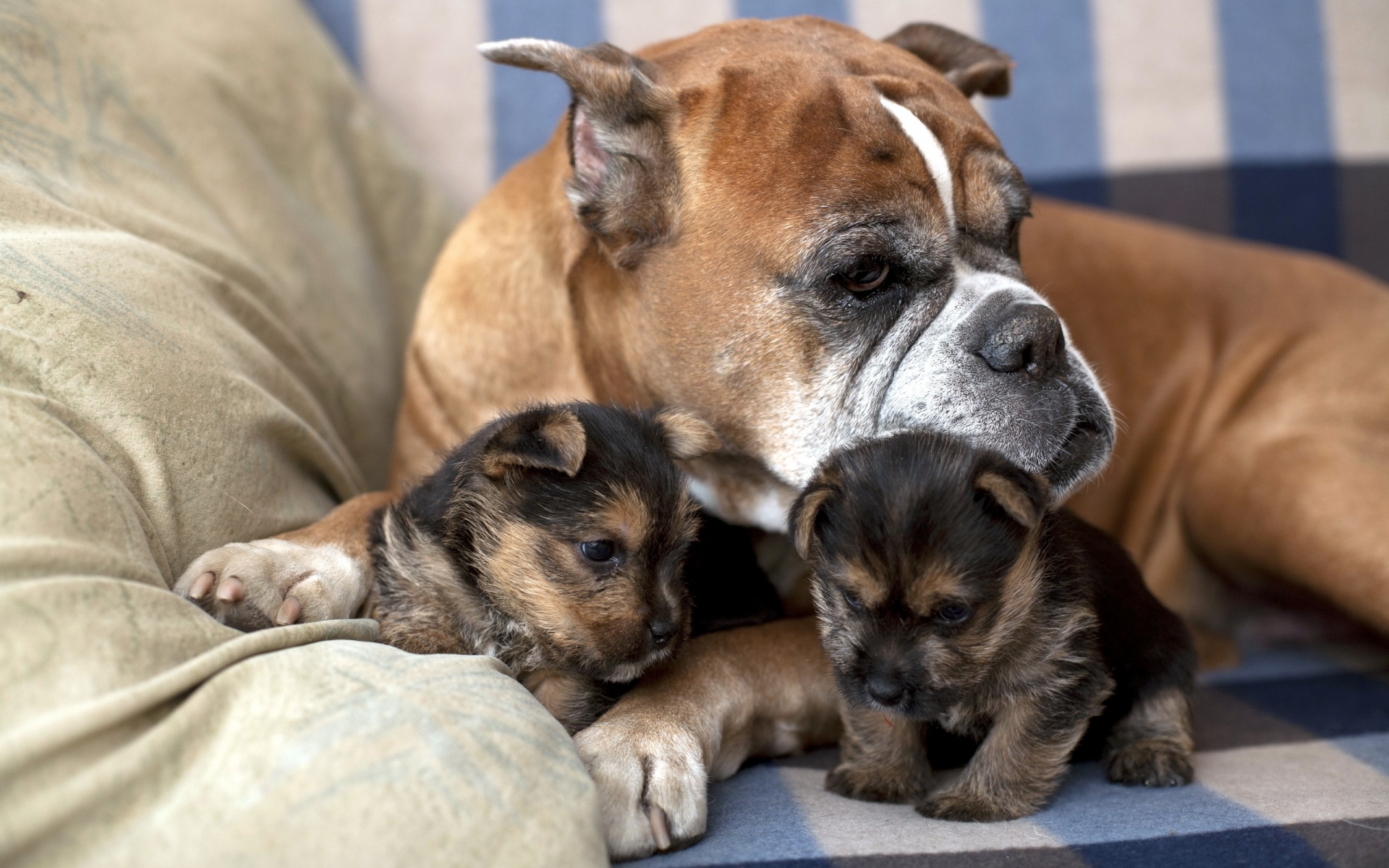 Картинки Собака, щенок, семья, забота, ложь фото и обои на рабочий стол