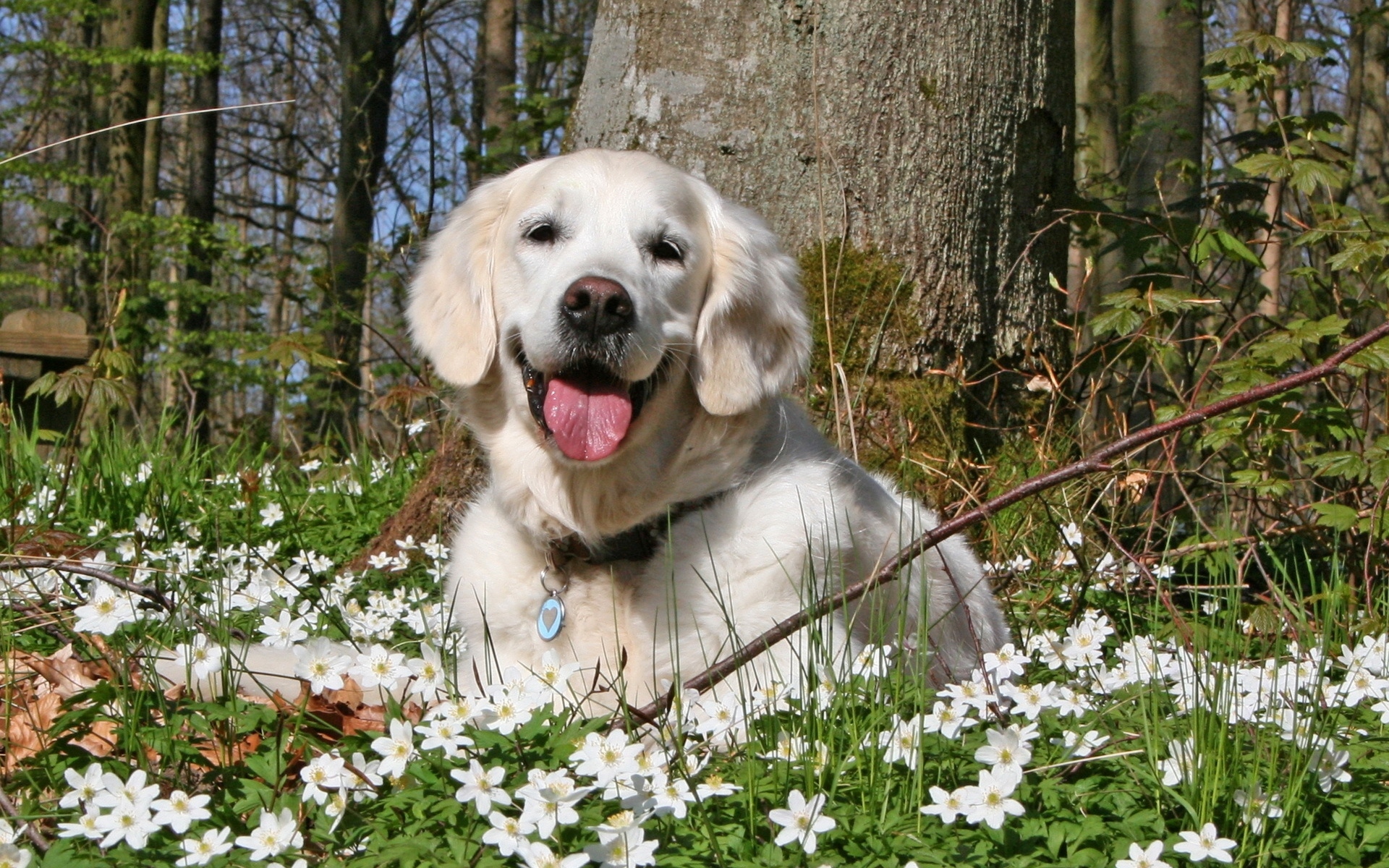 Картинки Собака, лес, трава, цветы, гольф, досуг, игривый фото и обои на рабочий стол