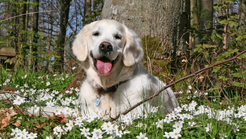 Собака, лес, трава, цветы, гольф, досуг, игривый