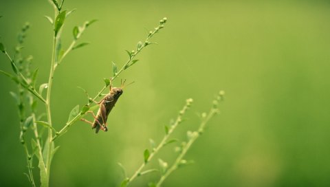 Кузнечик, трава, размытие, насекомое