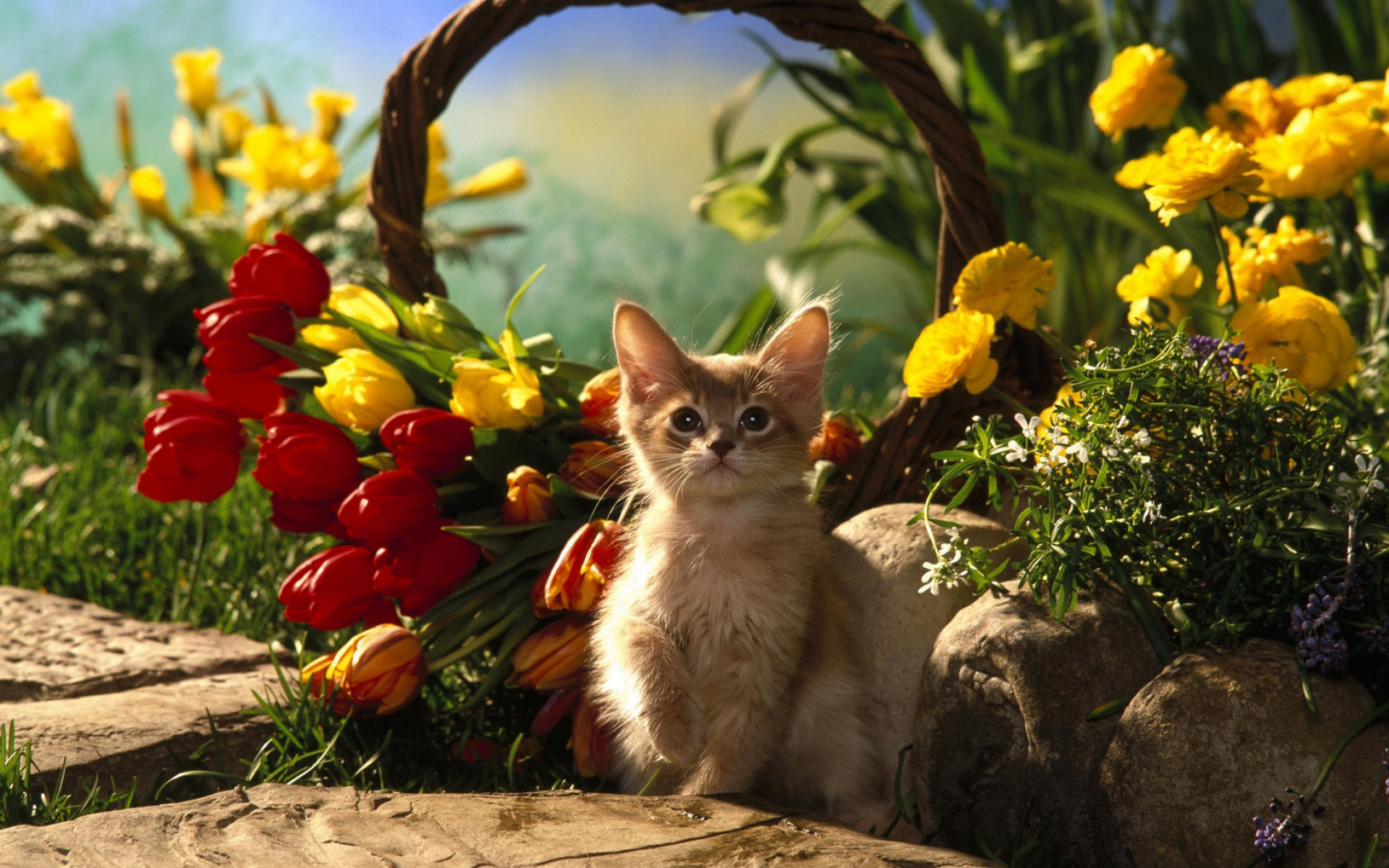 Картинки Котенок, сидя, трава, тюльпаны, цветы, тень фото и обои на рабочий стол