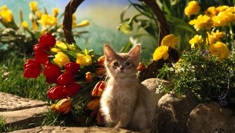Котенок, сидя, трава, тюльпаны, цветы, тень