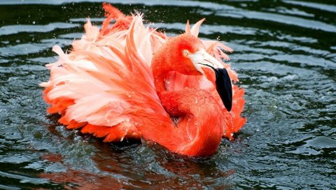 Фламинго, перья, озеро, река, плавание