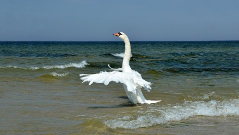Лебедь, крылья, птица, качели, волны, пляж