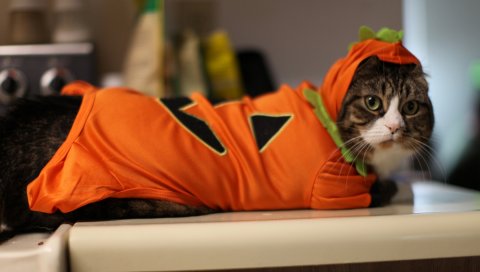 Кошка, костюм, пух, лицо, стильный
