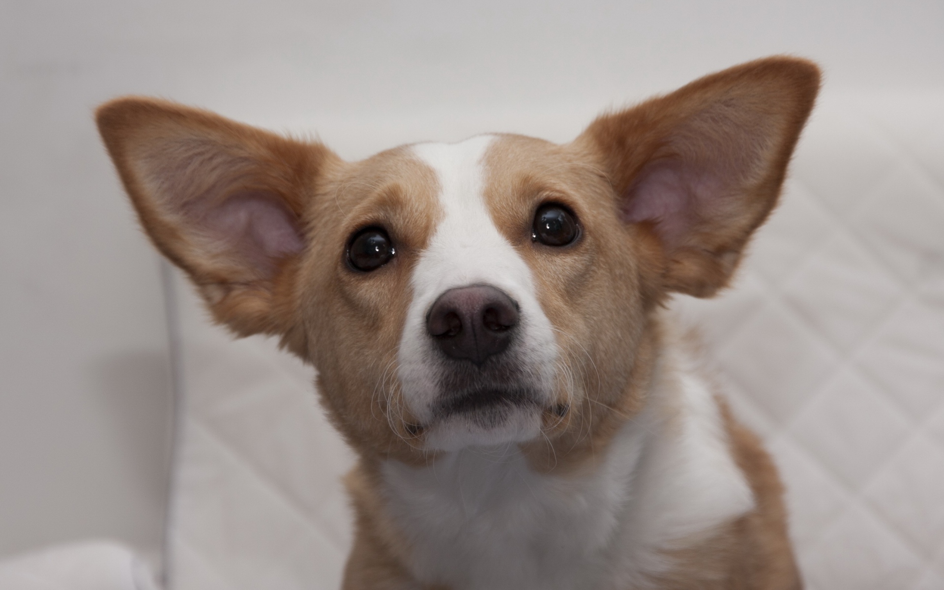 Картинки собака, морда, уши, глаза фото и обои на рабочий стол