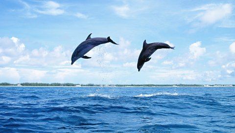 дельфины, море, волны, прыгать,