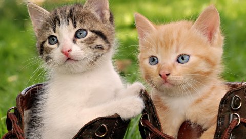 котята, пара, обувь, сидеть, игривую