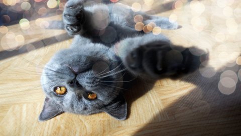 кошка, морда, ноги, игривый,свет, яркий свет
