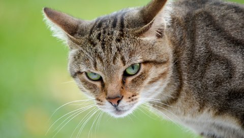 кошка, лицо, гнев, фон