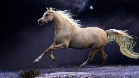 лошадь, грива, бег, красивая, ночь, небо