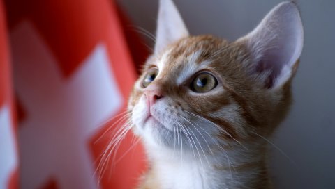 котенок, лицо, глаза, наблюдая