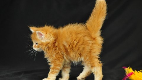 котенок, пушистый, ходить, красное, игрушечные