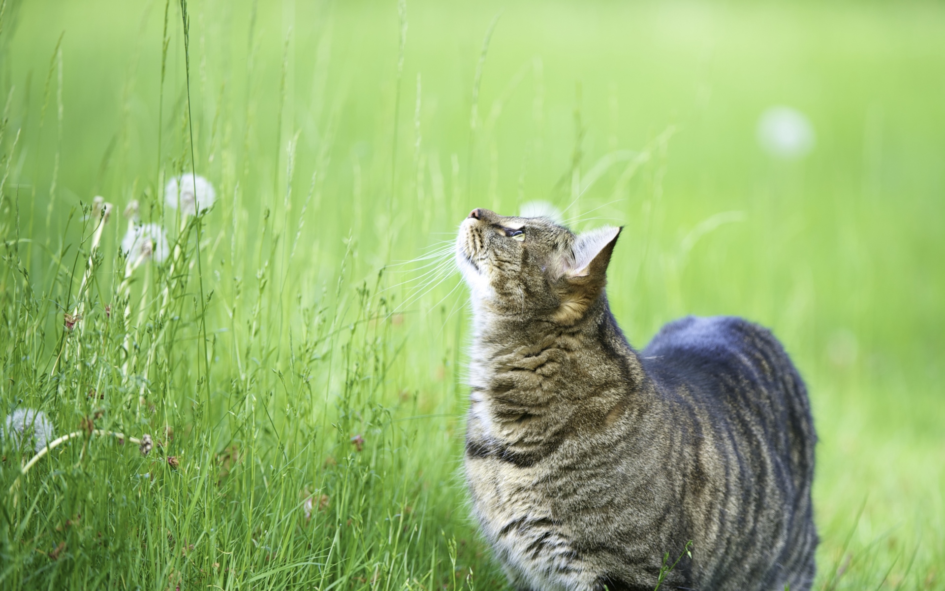 Картинки кошка, трава, прогулка, толстый, любопытство, фото и обои на рабочий стол