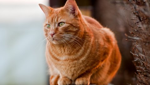 кот, толстый, сидеть, смотреть
