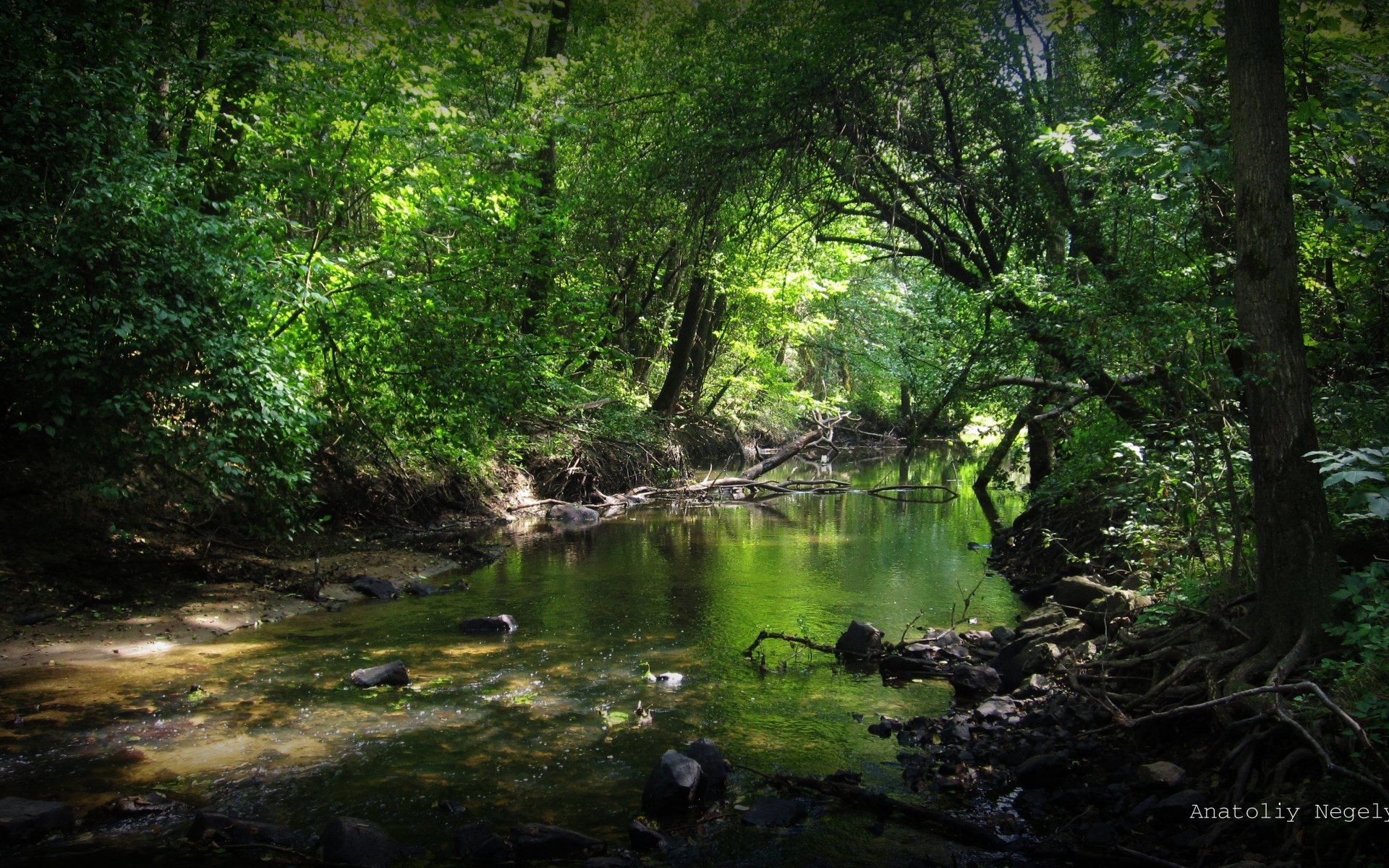 Картинки лес, река, камни,анатолий negelya, заросли фото и обои на рабочий стол