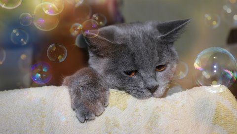 кошка, лицо, пузыри, игривое, полотенце