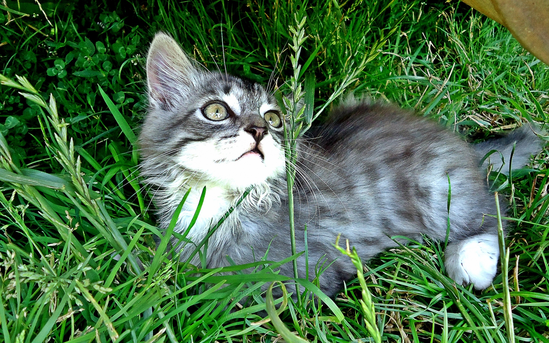 Картинки котенок, игривый, внимательный, трава фото и обои на рабочий стол
