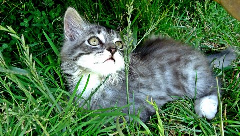 котенок, игривый, внимательный, трава