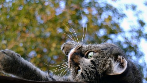 кот, морда, вниз, крыша, деревья, фон, игривый