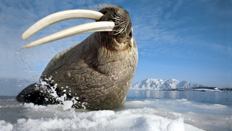 моржа, бивни, зубы, море, жест, прыгать, стрелять