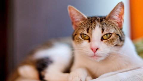 кошка, лицо, смазывает, лежа, пятнистая, выглядят