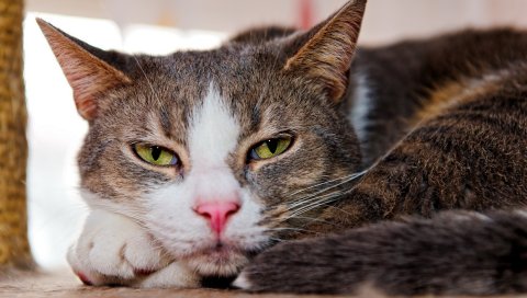 кошка, морда, отдых, сон, лечь, свернуться