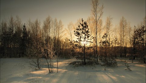 дерево, покрытие, зима, солнце