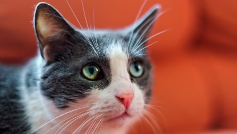 кошка, лицо, пятнистый, глаз, помутнение