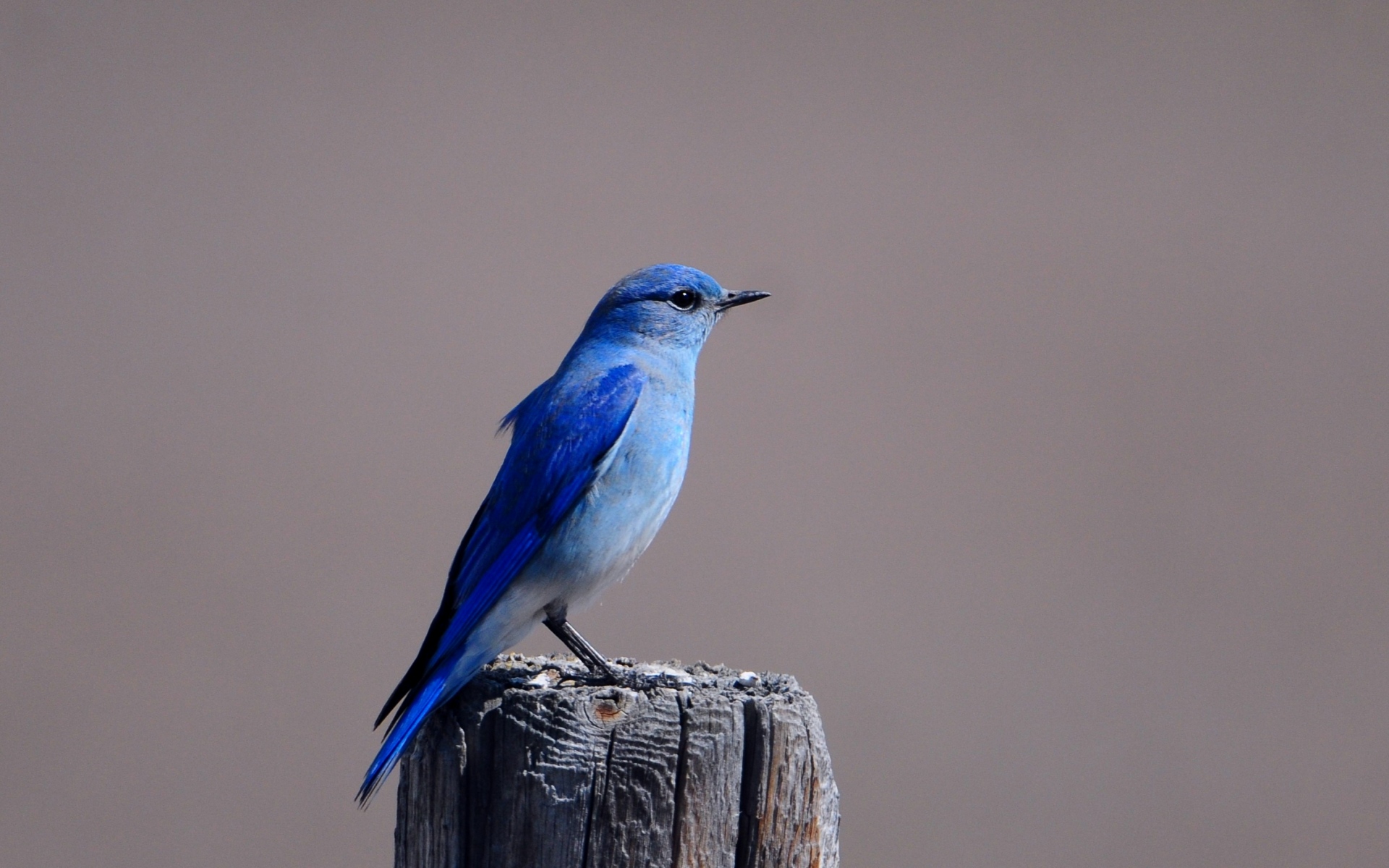 Картинки синяя птица, цвет, птица, дерево пень, сидя, крыла фото и обои на рабочий стол