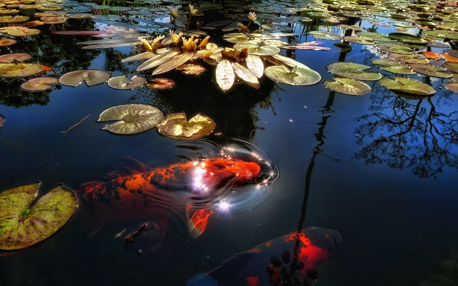 Картинки рыба, озеро, пруд, солнечный свет, листья, лилии, отражение фото и обои на рабочий стол