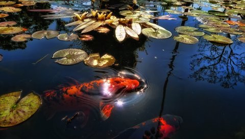 рыба, озеро, пруд, солнечный свет, листья, лилии, отражение