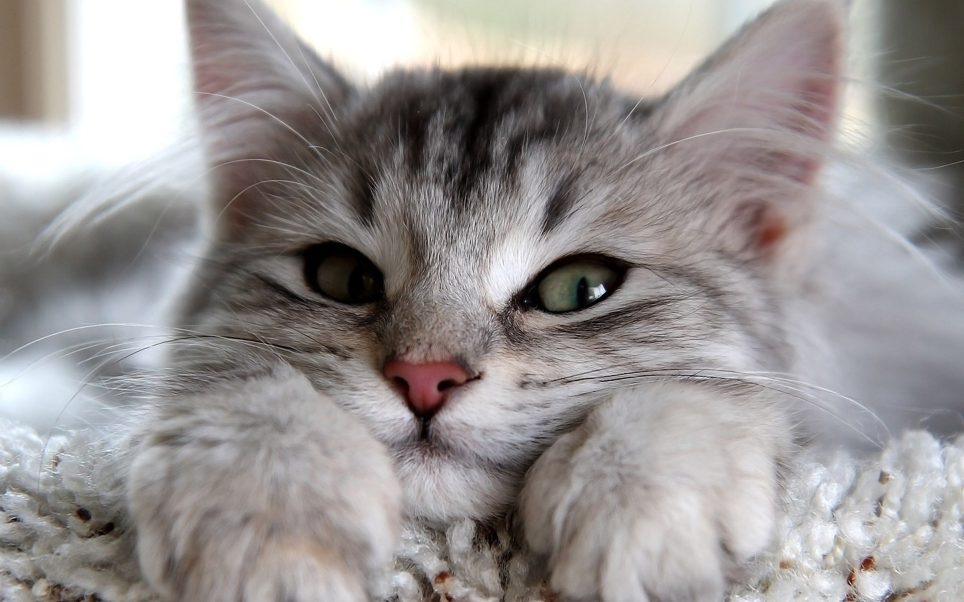Фото котиков милых и пушистых на аву
