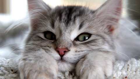 котенок, морду, лапы, милый, глаз, пушистые лежат