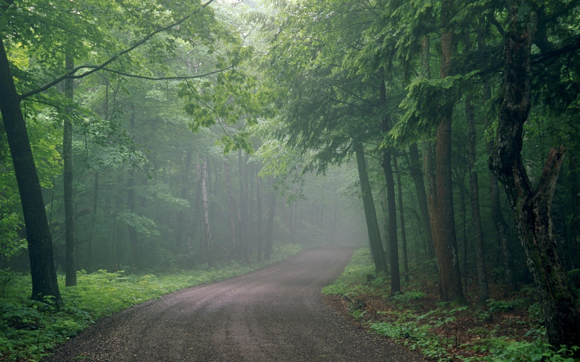 Картинки туман, дорога, лес, неопределенность, дымка фото и обои на рабочий стол