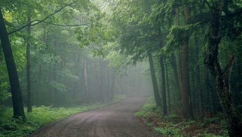 туман, дорога, лес, неопределенность, дымка