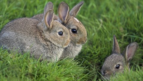 кролики, трава, три, сидеть, скрывать, страх, маскирующие