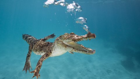 крокодила, теленок , плавать, под водой, пузыри, дыхание