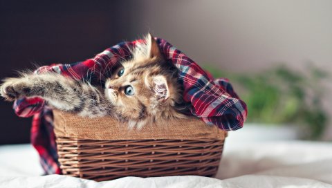 котенок, пушистый, корзина , одеяла, кров