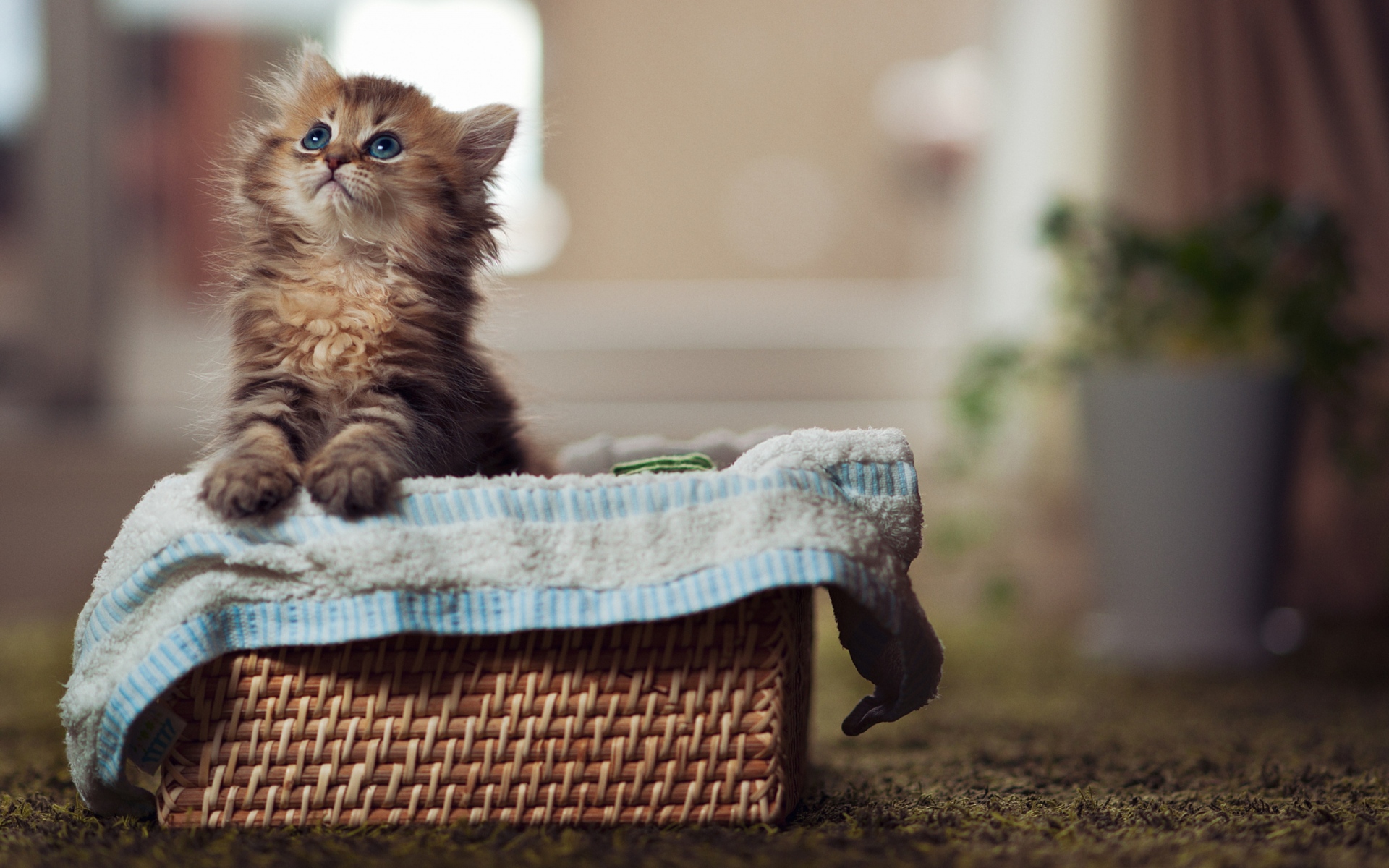 Картинки котенок, пушистый, корзина, материал, любопытство, смотреть фото и обои на рабочий стол