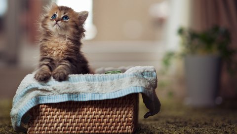 котенок, пушистый, корзина, материал, любопытство, смотреть