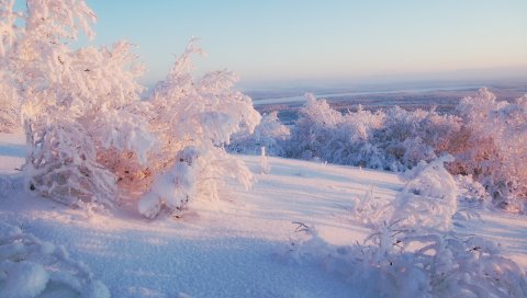Снег, зима, кусты, крышка, вуаль, свет, сирень