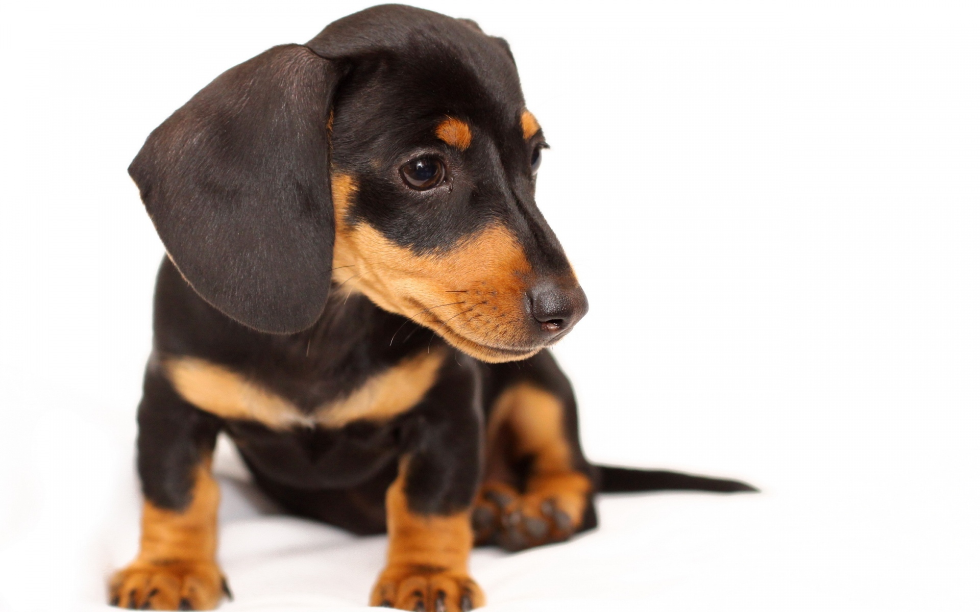 Картинки Собака, щенок, морда, уши, сидя, маленькие фото и обои на рабочий стол