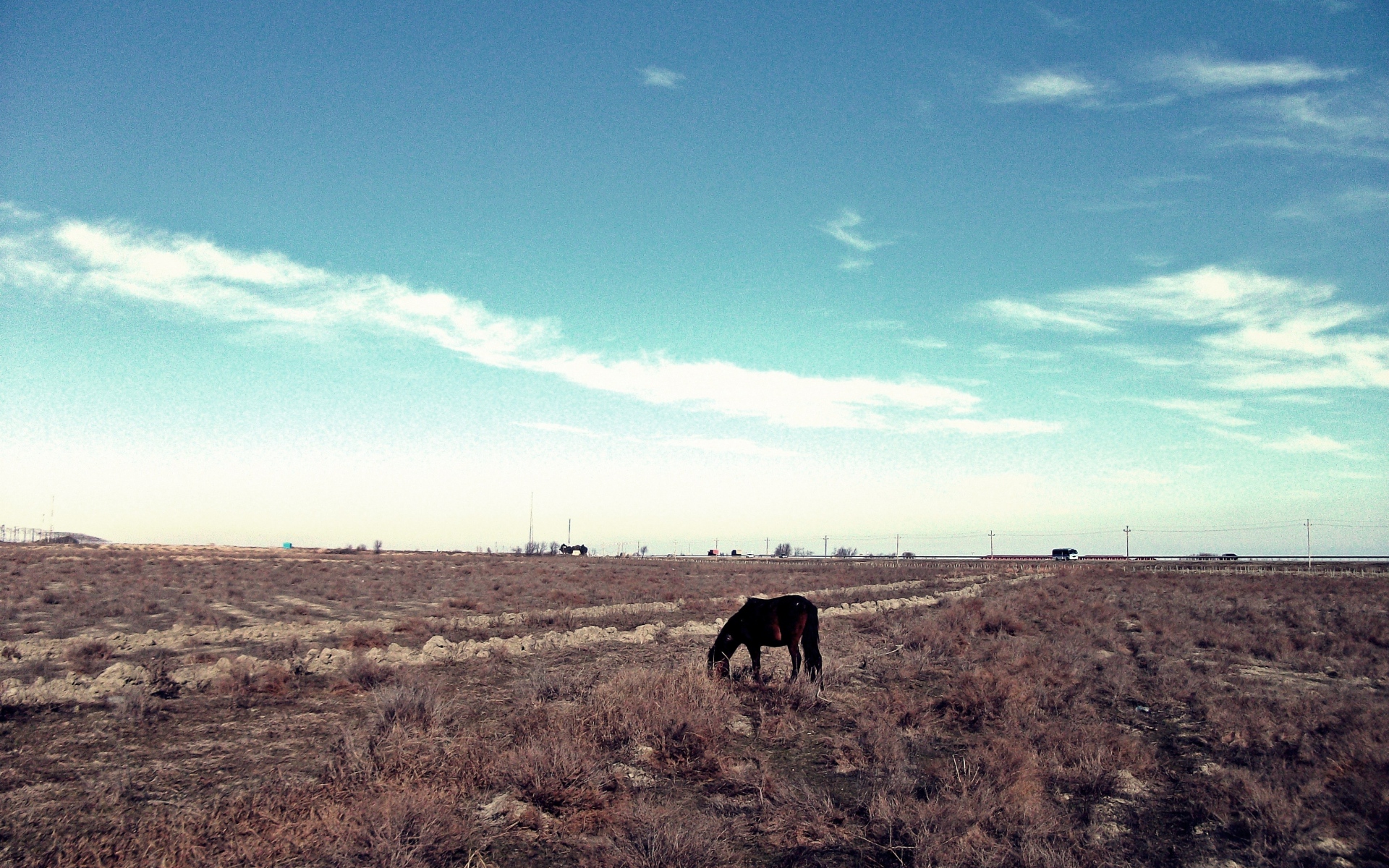 Картинки Лошадь, степь, пастбище, одиночество, кусты, небо, трава, выцветшие фото и обои на рабочий стол